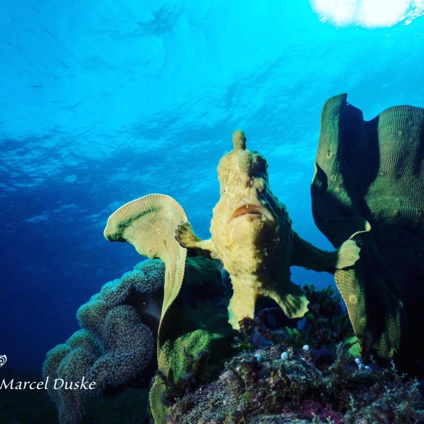 Polaris Beach And Dive Resort Inc Loon Buitenkant foto
