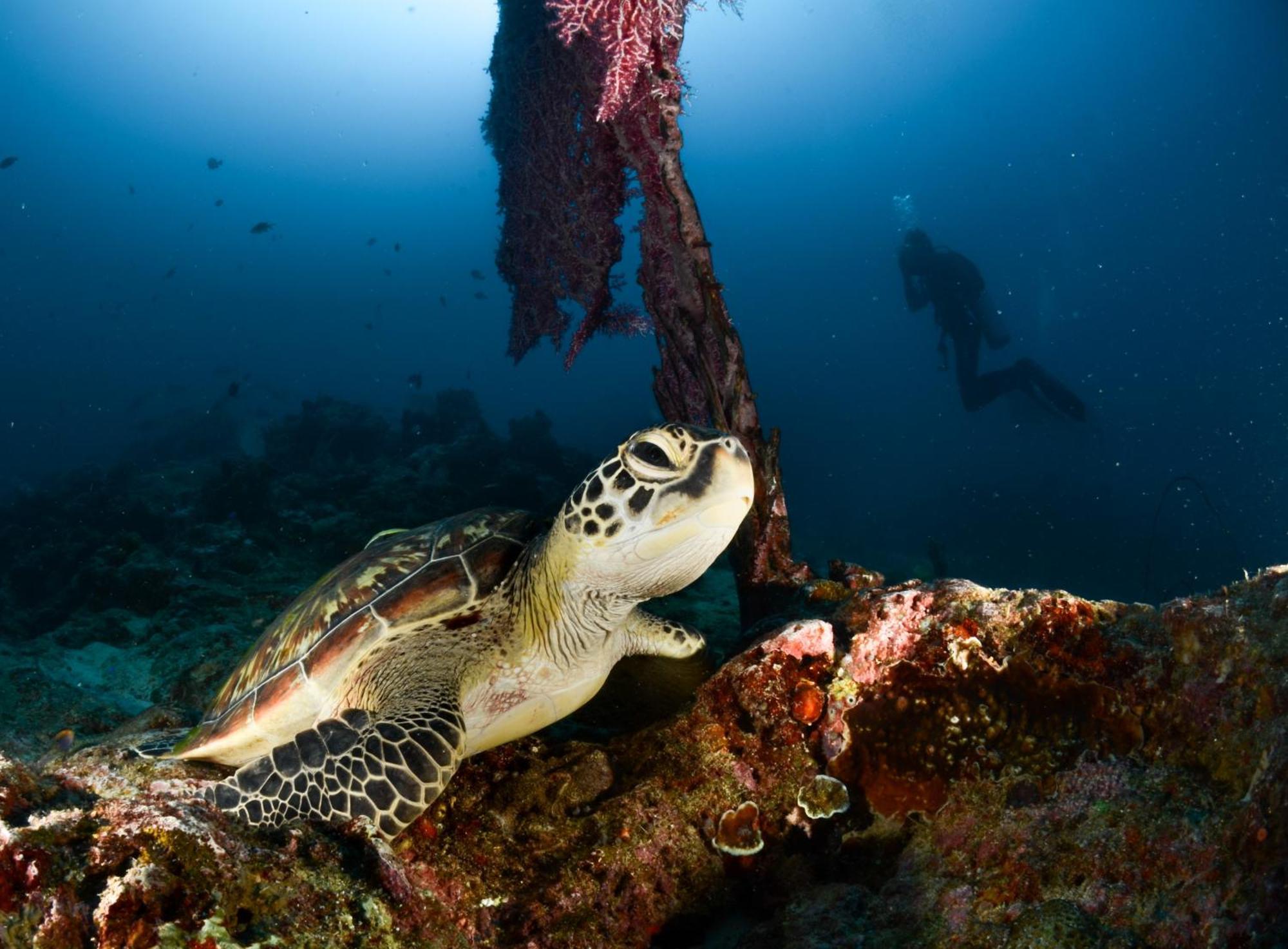 Polaris Beach And Dive Resort Inc Loon Buitenkant foto