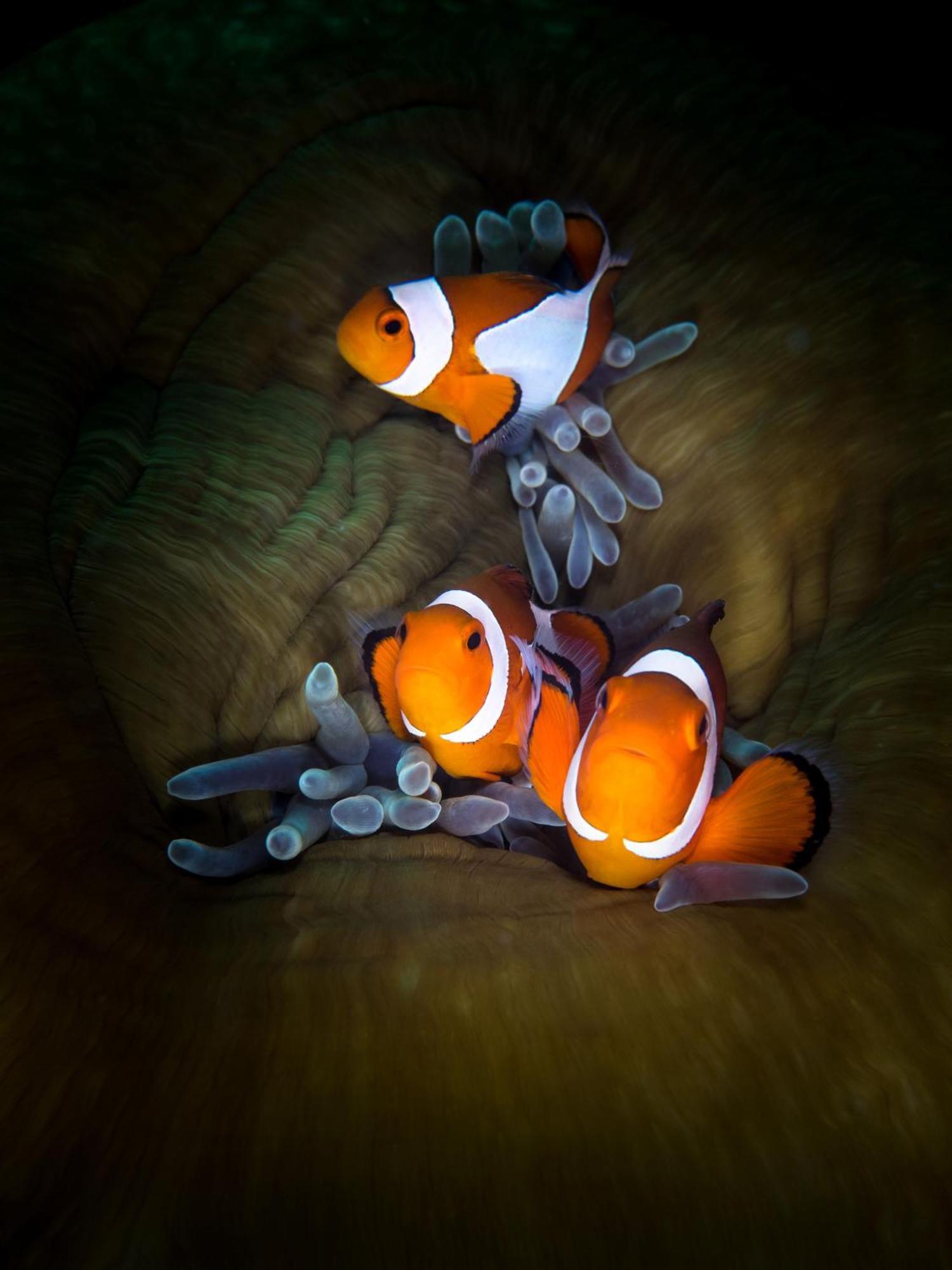 Polaris Beach And Dive Resort Inc Loon Buitenkant foto